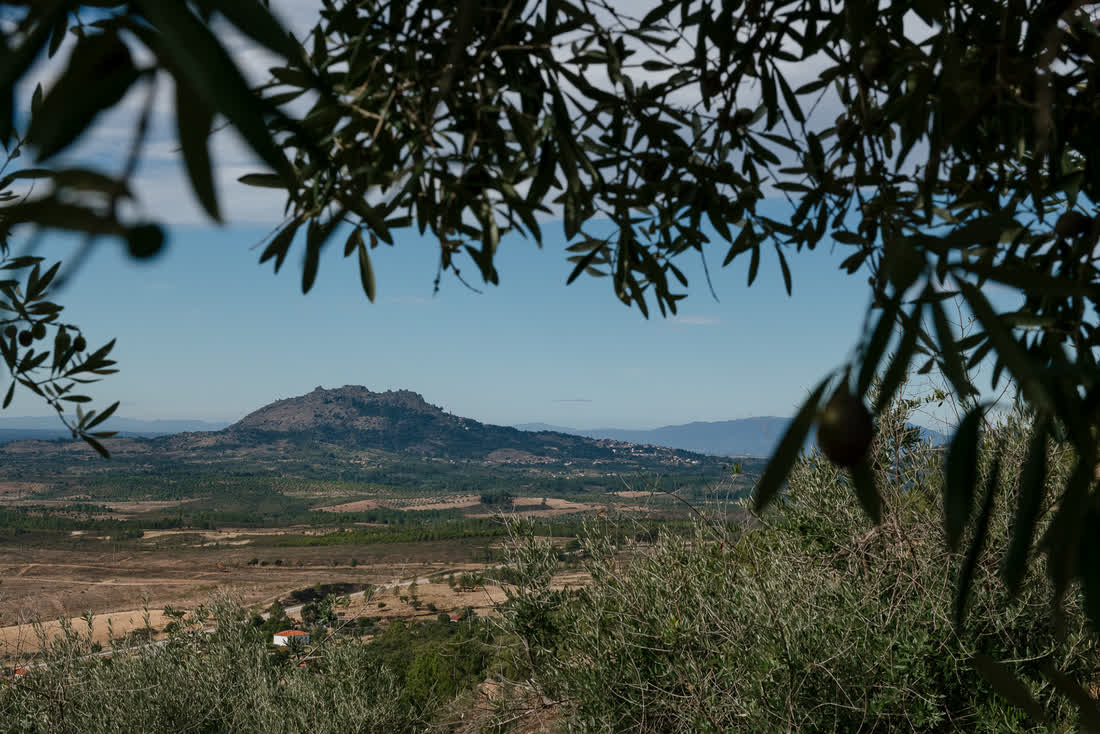 A rocky open landscape seen through olive branches in Portugal